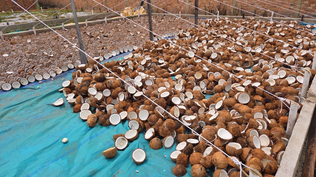 Coconut drying facility Harapan Tani Riau Indonesia