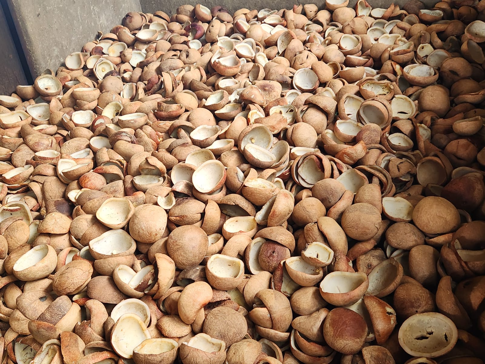 Regular Copra products and sorting process